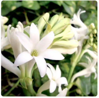 Gardenia Tuberose