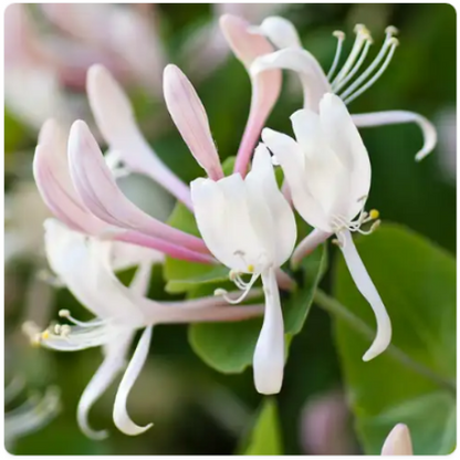 Honeysuckle Jasmine