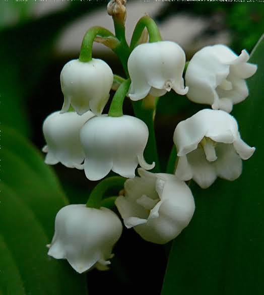 Lily of the Valley