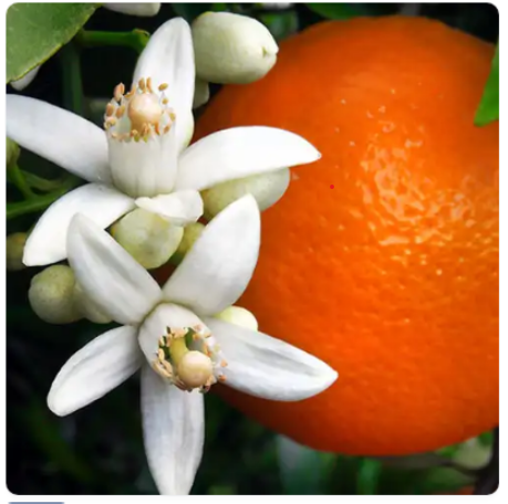 Orange Blossom