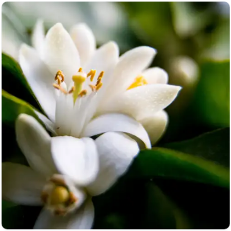 Neroli and White Jasmine (White Neroli)